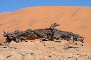 Sossusvlei, Namibya içinde Deadvlei görünümü