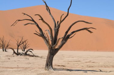 Sossusvlei, Namibya içinde Deadvlei görünümü