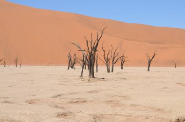 Sossusvlei, Namibya içinde Deadvlei görünümü