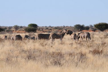 Kalahari, Namibya'daki zebra sürüsi