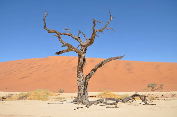 Blick Auf Deadvlei Sossusvlei Namibia — Stockfoto