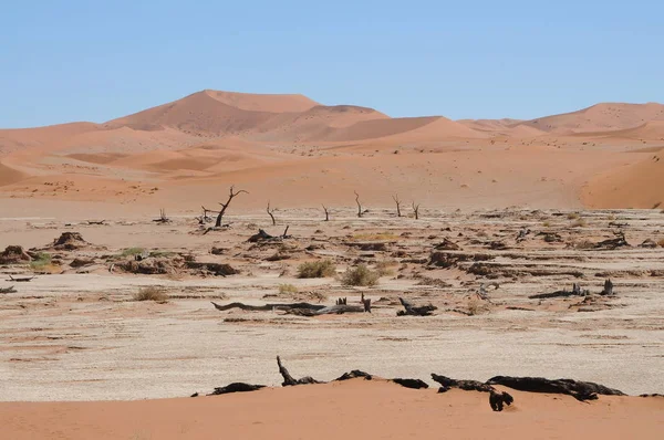 Вид Deadvlei Sossusvlei Намібія — стокове фото