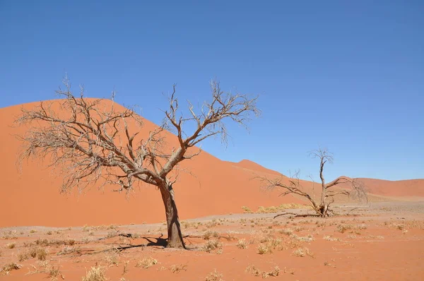 Bela Paisagem Sossusvlei Namíbia — Fotografia de Stock