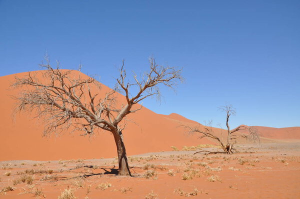 Beautiful landscape of Sossusvlei, Namibia