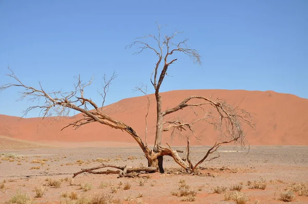 Bela Paisagem Sossusvlei Namíbia — Fotografia de Stock