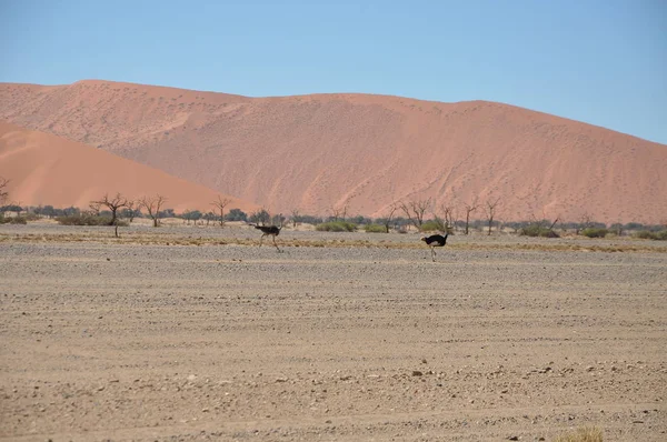 Beautiful Landscape Sossusvlei Namibia — Stock Photo, Image