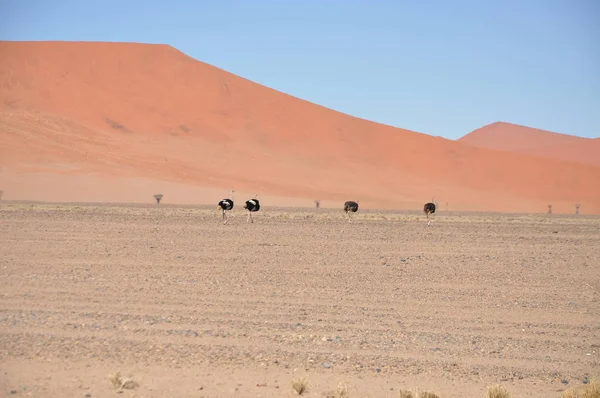 Piękny Krajobraz Sossusvlei Namibia — Zdjęcie stockowe