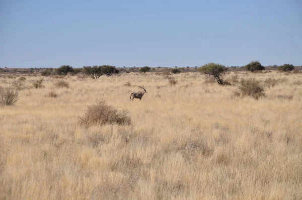 Blue Wildebeest Kalahári Namíbia — Stock Fotó