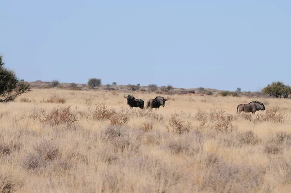 Blue Wildebeest Kalahari Namibia — Stock Photo, Image