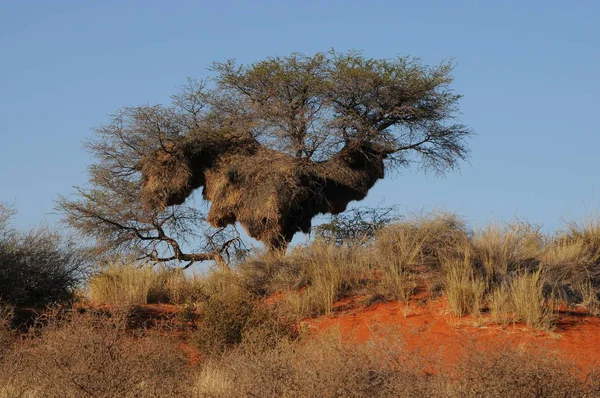 Landscape Kalahari Desert Namibia — Stock Photo, Image