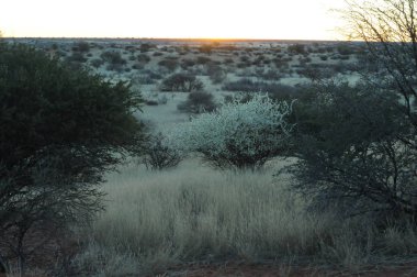 Kalahari çölünde quiver ağaç ormanı, Namibya