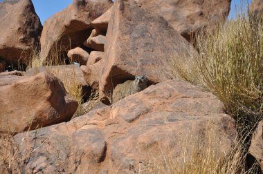 Kalahari çölünde quiver ağaç ormanı, Namibya