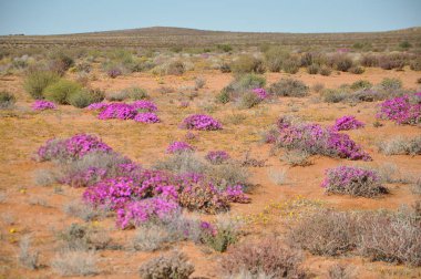 Skilpad Namaka Milli Parkı'nda görünümünü