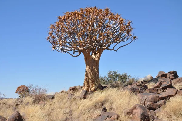 Kalahari Çölünde Quiver Ağaç Ormanı Namibya — Stok fotoğraf