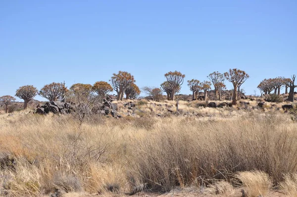 Foresta Arborea Faretra Nel Deserto Del Kalahari Namibia — Foto Stock