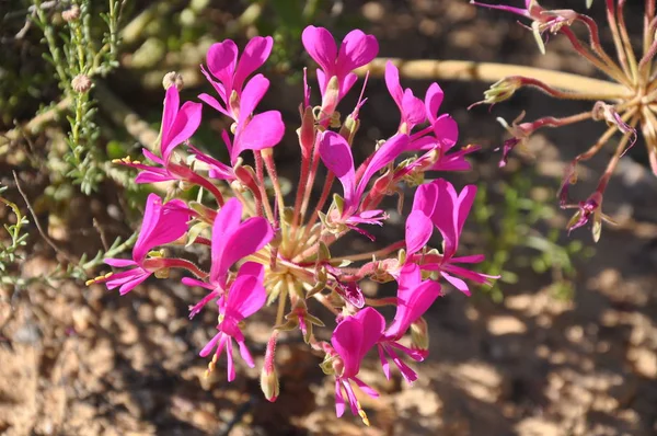 Цветы Пустыне Намакваленд Юар — стоковое фото