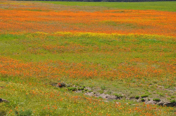 Vista Skilpad Parque Nacional Namaqua — Fotografia de Stock