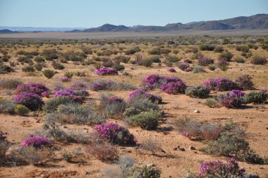 Skilpad Namaka Milli Parkı'nda görünümünü