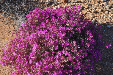 Güney Afrika'da Namaqualand çölünde Çiçekler