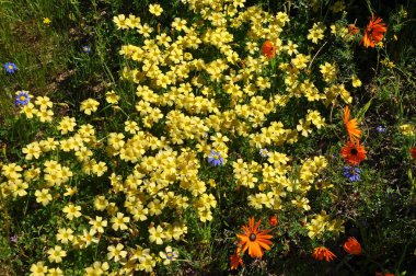 Güney Afrika'da Namaqualand çölünde Çiçekler