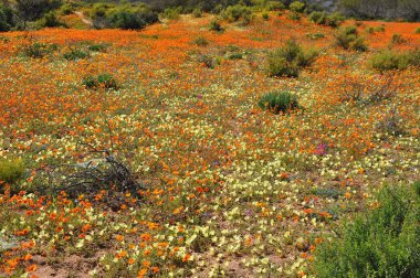 Skilpad Namaka Milli Parkı'nda görünümünü