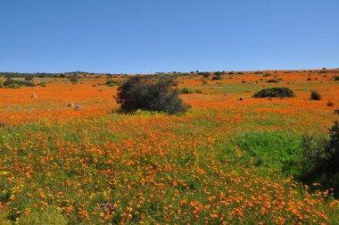 Skilpad Namaka Milli Parkı'nda görünümünü