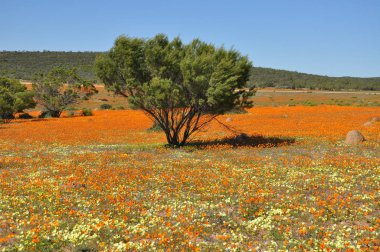 Skilpad Namaka Milli Parkı'nda görünümünü