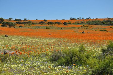 Skilpad Namaka Milli Parkı'nda görünümünü