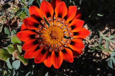 Güney Afrika'da Namaqualand çölünde Çiçekler