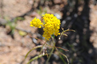 Güney Afrika'da Namaqualand çölünde Çiçekler