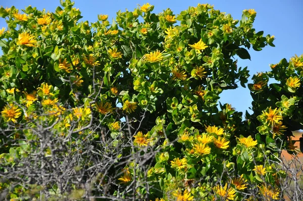 Flowers Namaqualand Desert South Africa — Stock Photo, Image