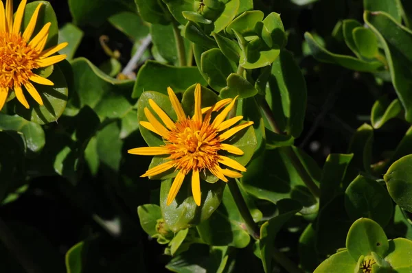 Fleurs Dans Désert Namaqualand Afrique Sud — Photo