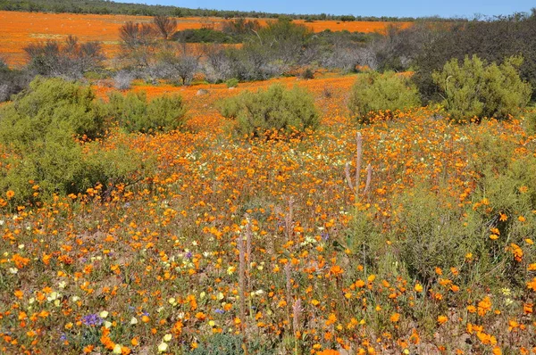 Vista Skilpad Parque Nacional Namaqua — Fotografia de Stock