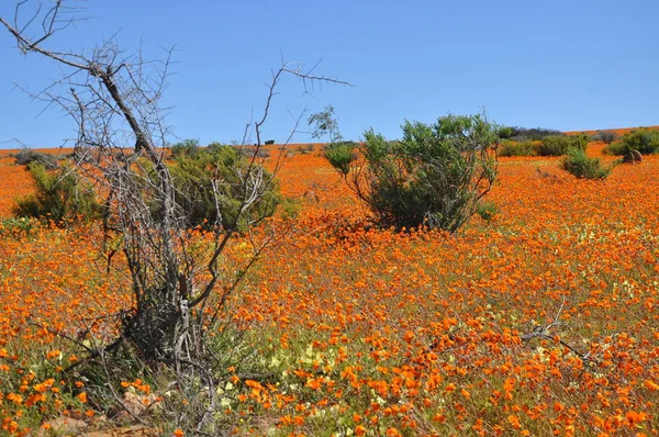 stock image View of Skilpad in the Namaqua National Park