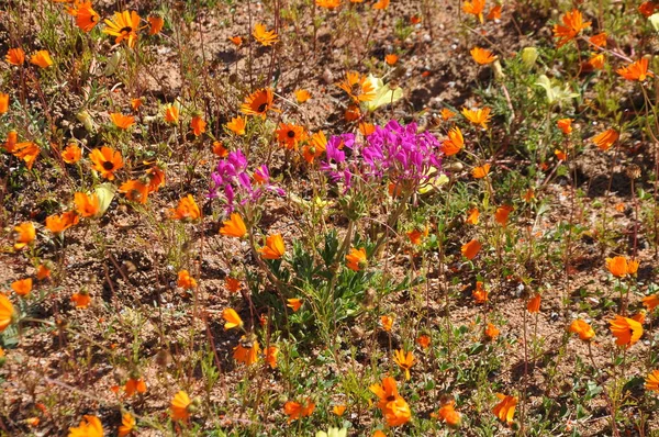 Kwiaty Pustyni Namaqualand Rpa — Zdjęcie stockowe