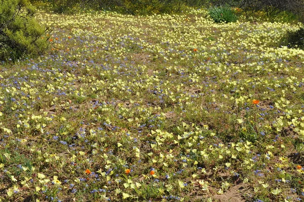 Flores Deserto Namaqualand África Sul — Fotografia de Stock