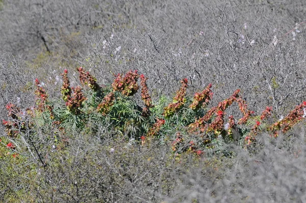 Цветы Пустыне Намакваленд Юар — стоковое фото