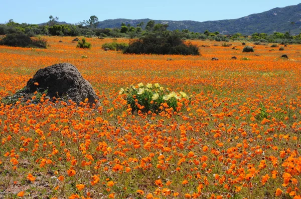 Vista Skilpad Parque Nacional Namaqua —  Fotos de Stock