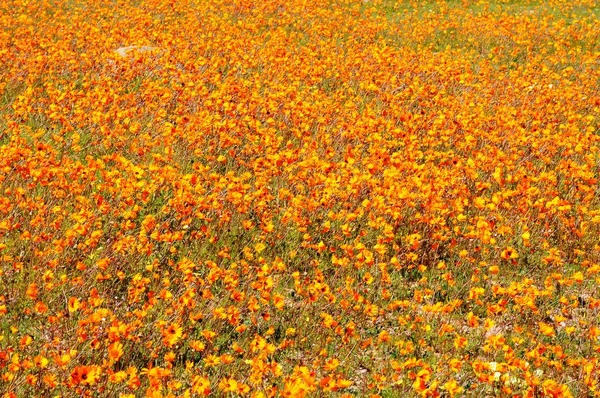 View Skilpad Namaqua National Park — Stock Photo, Image