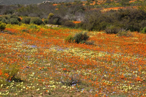 Vista Skilpad Parque Nacional Namaqua — Fotografia de Stock