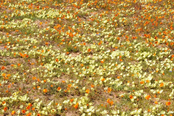 Vue Skilpad Dans Parc National Namaqua — Photo