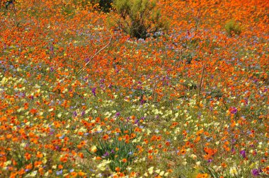 Skilpad Namaka Milli Parkı'nda görünümünü