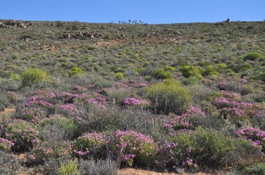Skilpad Namaka Milli Parkı'nda görünümünü