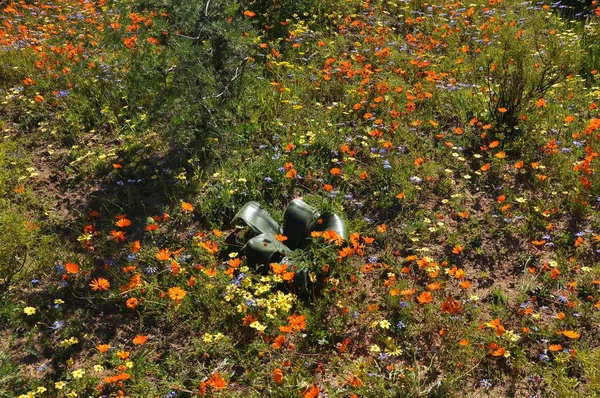 Kwiaty Pustyni Namaqualand Rpa — Zdjęcie stockowe