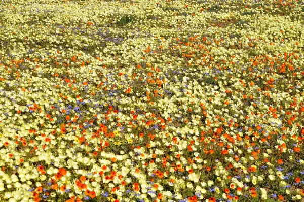 Kwiaty Pustyni Namaqualand Rpa — Zdjęcie stockowe