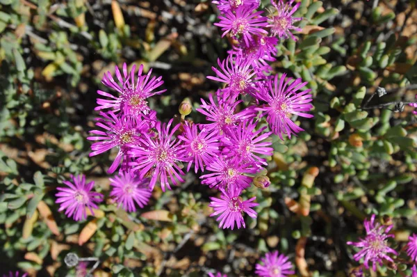 Flowers Namaqualand Desert South Africa — Stock Photo, Image