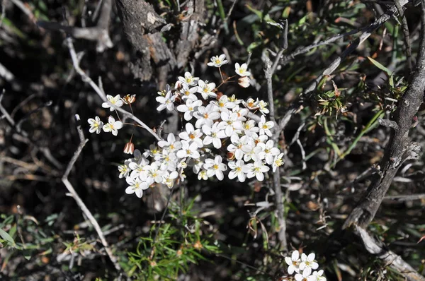 Fleurs Dans Désert Namaqualand Afrique Sud — Photo