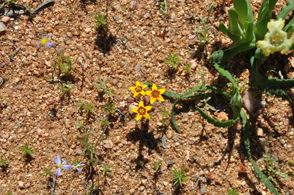 Kwiaty Pustyni Namaqualand Rpa — Zdjęcie stockowe