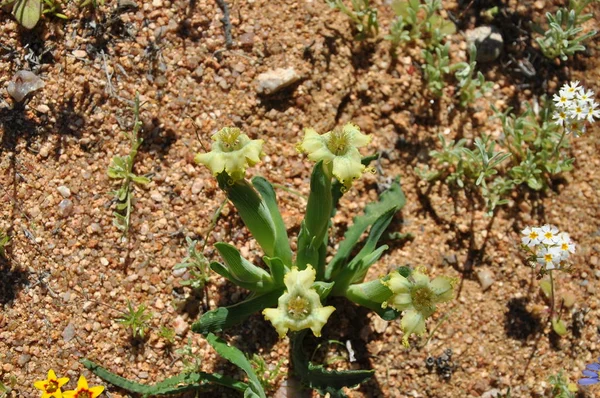 Flores Desierto Namaqualand Sudáfrica —  Fotos de Stock