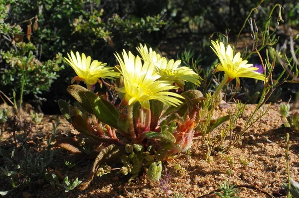 Flowers Namaqualand Desert South Africa — Stock Photo, Image